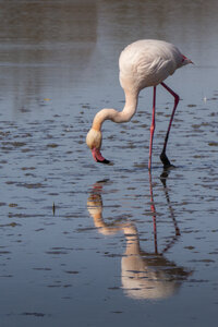 03-Camargue , flamant_MG_9163-Modifier