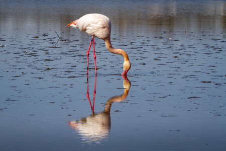 03-Camargue , flamant_MG_9164