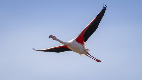 03-Camargue , flamant_MG_9165