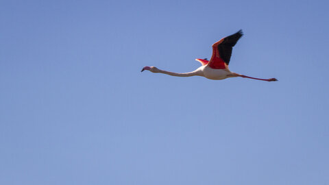 03-Camargue , flamant_MG_9181