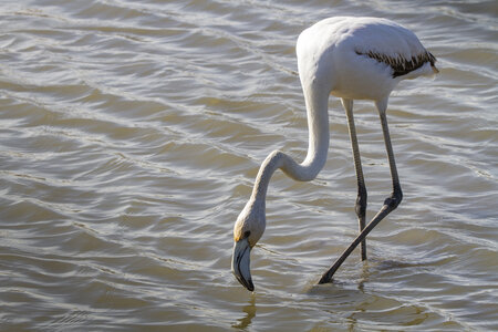 03-Camargue , flamant_MG_9239