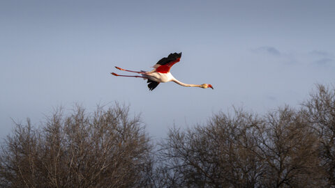 03-Camargue , flamant_MG_9271