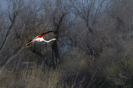 03-Camargue , flamant_MG_9272