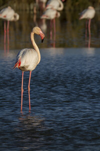 03-Camargue , flamant_MG_9275