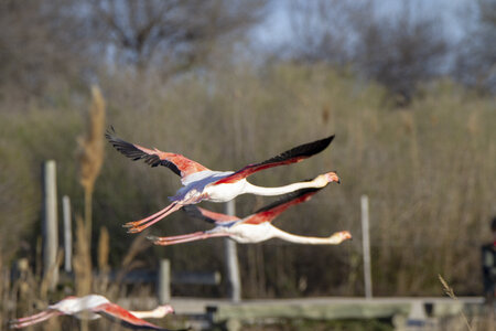 03-Camargue , flamant_MG_9281