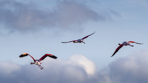 03-Camargue , flamant_MG_9289