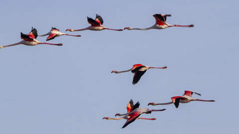 03-Camargue , flamant_MG_9291