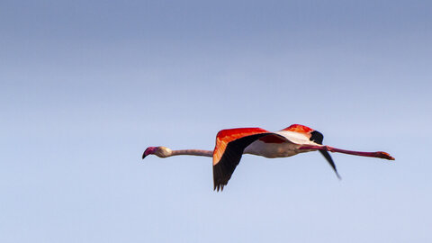 03-Camargue , flamant_MG_9292