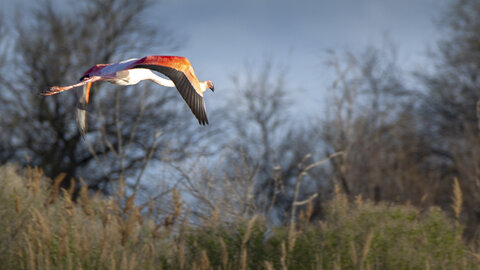 03-Camargue , flamant_MG_9294