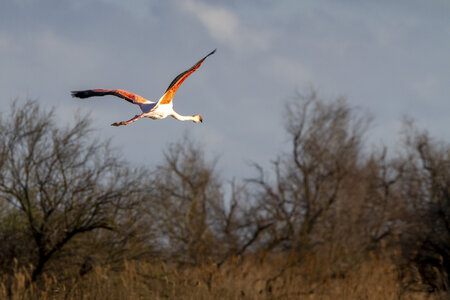 03-Camargue , flamant_MG_9295