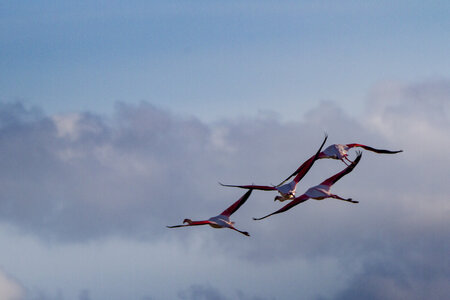 03-Camargue , flamant_MG_9297