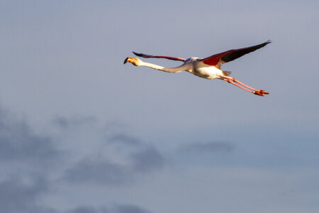 03-Camargue , flamant_MG_9298