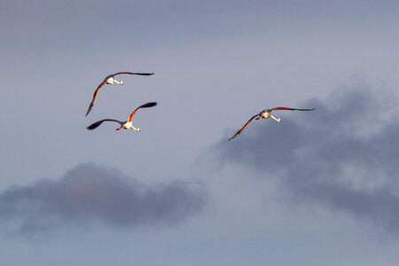 03-Camargue , flamant_MG_9300