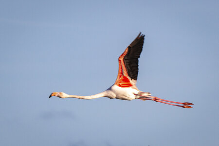 03-Camargue , flamant_MG_9302