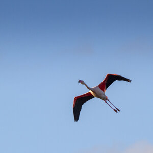 03-Camargue , flamant_MG_9303