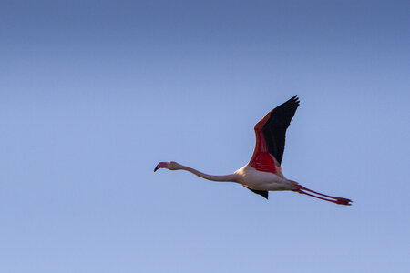 03-Camargue , flamant_MG_9304