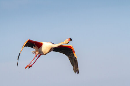 03-Camargue , flamant_MG_9305