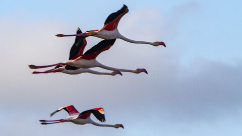 03-Camargue , flamant_MG_9307