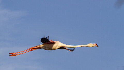 03-Camargue , flamant_MG_9308