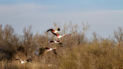 03-Camargue , flamant_MG_9311