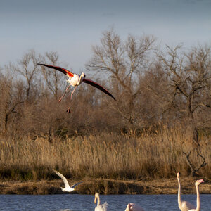 03-Camargue , flamant_MG_9312