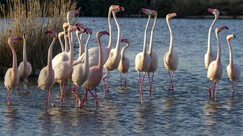 03-Camargue , flamant_MG_9317