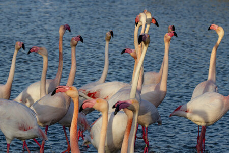 03-Camargue , flamant_MG_9319