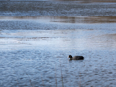 03-Camargue , foulque_1094790