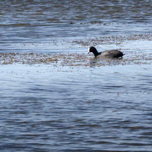 03-Camargue , foulque_1094792