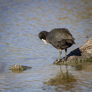 03-Camargue , foulque_MG_8511