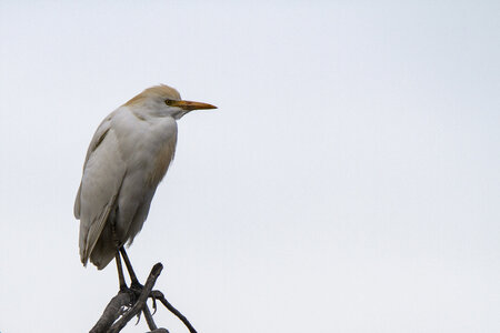 03-Camargue , gardeboeufs_MG_8981-Modifier