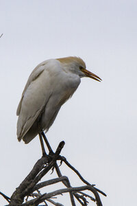 03-Camargue , gardeboeufs_MG_8982