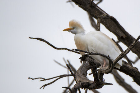 03-Camargue , gardeboeufs_MG_8991-Modifier