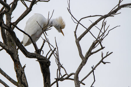 03-Camargue , gardeboeufs_MG_9000-Modifier