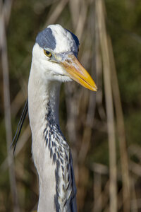 03-Camargue , heron_MG_8448