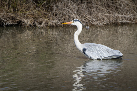 03-Camargue , heron_MG_8463