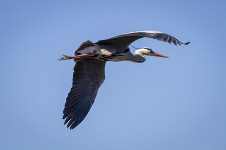 03-Camargue , heron_MG_8602