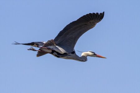 03-Camargue , heron_MG_8603