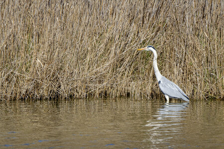 03-Camargue , heron_MG_8618