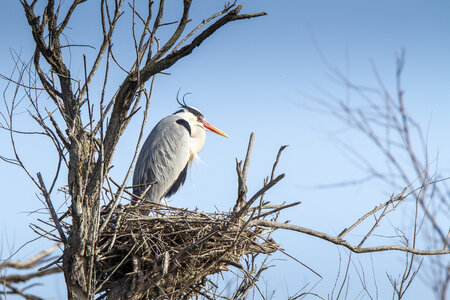 03-Camargue , heron_MG_8759