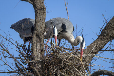 03-Camargue , heron_MG_8766