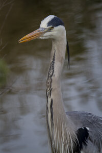 03-Camargue , heron_MG_8941