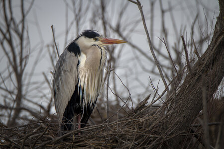 03-Camargue , heron_MG_8971