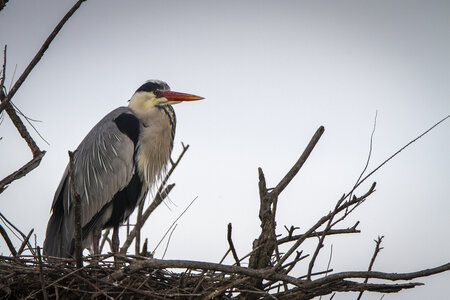 03-Camargue , heron_MG_8974