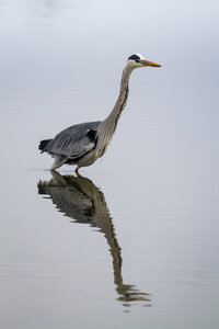 03-Camargue , heron_MG_8992