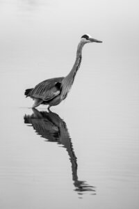 03-Camargue , heron_MG_8992-2