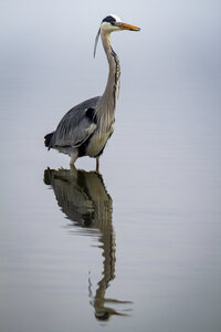 03-Camargue , heron_MG_8997