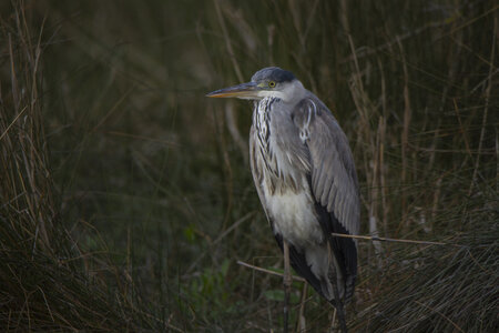 03-Camargue , heron_MG_9006