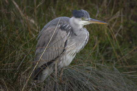 03-Camargue , heron_MG_9012