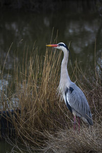 03-Camargue , heron_MG_9016